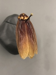 Periplaneta americana