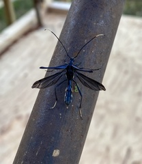 Stenorhopalus gracilipes