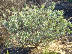 Lampranthus stipulaceus