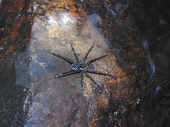 Dolomedes mizhoanus