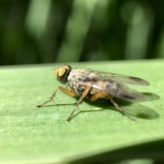 Pygophora apicalis