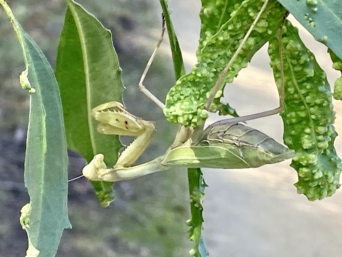 iNaturalist observation photo of Arizona Mantis