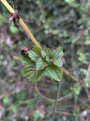 Clinopodium douglasii