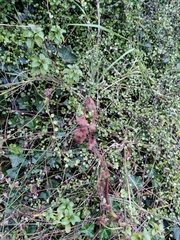 Clinopodium douglasii