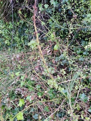 Clinopodium douglasii