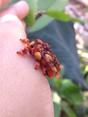 Phobetron hipparchia