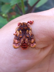 Phobetron hipparchia