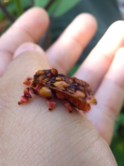 Phobetron hipparchia