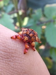 Phobetron hipparchia