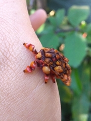 Phobetron hipparchia