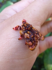 Phobetron hipparchia