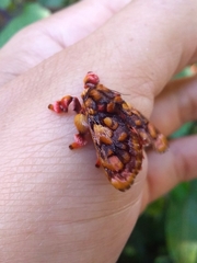 Phobetron hipparchia