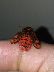 Phobetron hipparchia