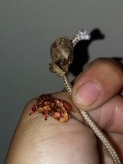 Phobetron hipparchia