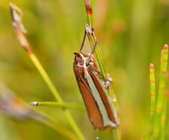 Corynophora lativittalis