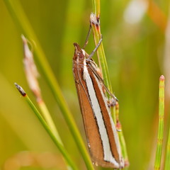Corynophora lativittalis