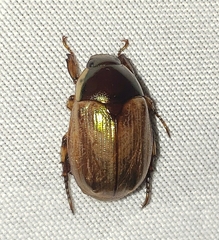 Callistethus