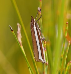 Corynophora lativittalis
