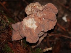 Clavariadelphus americanus