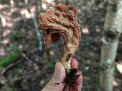 Clavariadelphus americanus