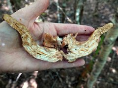 Clavariadelphus americanus