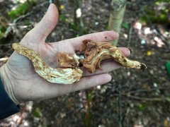 Clavariadelphus americanus