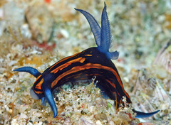 Roboastra gracilis