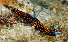 Roboastra gracilis