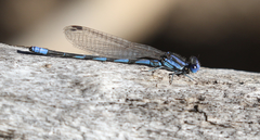 Argia leonorae