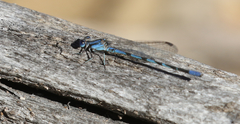 Argia leonorae