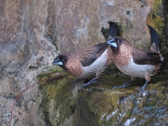 White-Rumped Munia photo 6