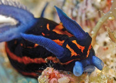 Roboastra gracilis