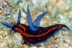Roboastra gracilis