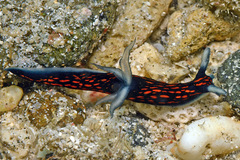 Roboastra gracilis