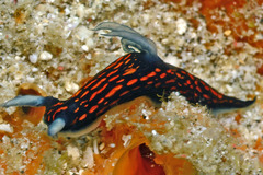 Roboastra gracilis