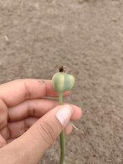 Zephyranthes jamesonii