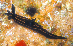 Roboastra gracilis