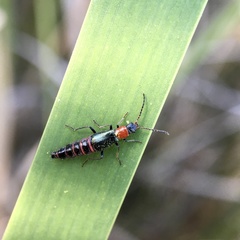 Carphurus angustatus