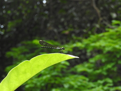 Heliocypha perforata