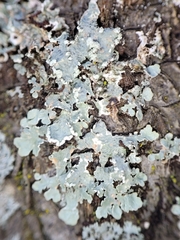 Punctelia perreticulata