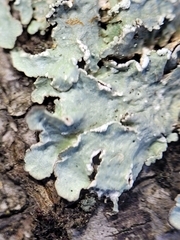 Punctelia perreticulata