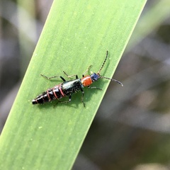 Carphurus angustatus