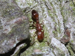 Temnothorax schaumii