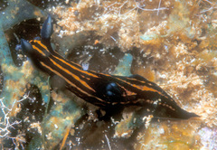 Roboastra gracilis