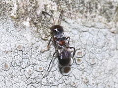Encyrtinae
