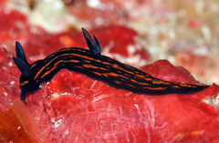 Roboastra gracilis