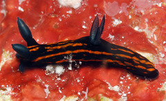 Roboastra gracilis