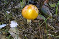 Agaricomycetes