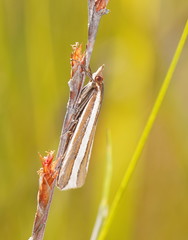 Corynophora lativittalis