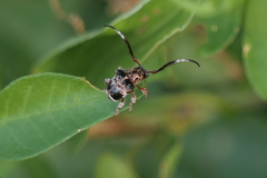 Tessarecphora arachnoides